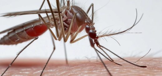 Dengue mosquito